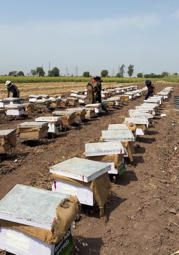 Rows of our bee boxes in the fields