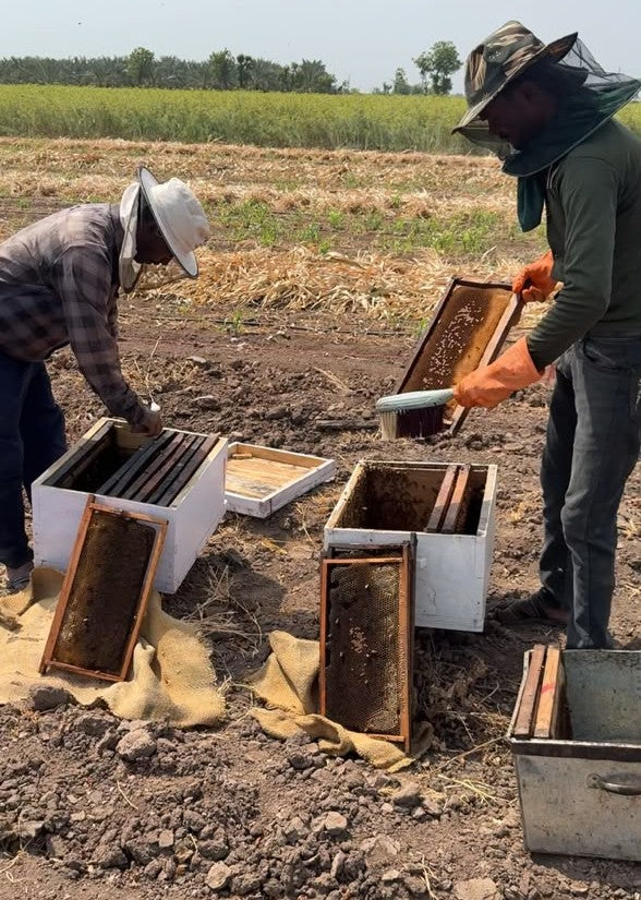 Checking a frame at one of our bee boxes